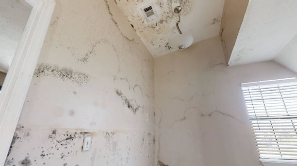 Best Residential Mold Inspection & Testing  in Palmetto Estates, FL