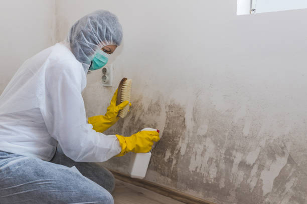 Best Industrial Mold Remediation  in Palmetto Estates, FL